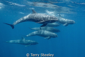 The challenging and incredibly shy melon head whales. Nuk... by Terry Steeley 